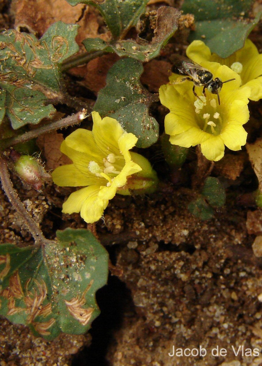 Merremia emarginata (Burm.f.) Hallier f.